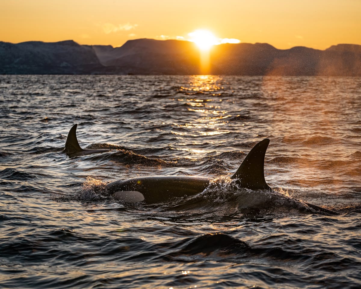Orcas versenken Segelyachten